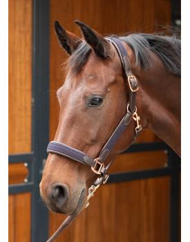 Licol en cuir Braided - HARRY'S HORSE