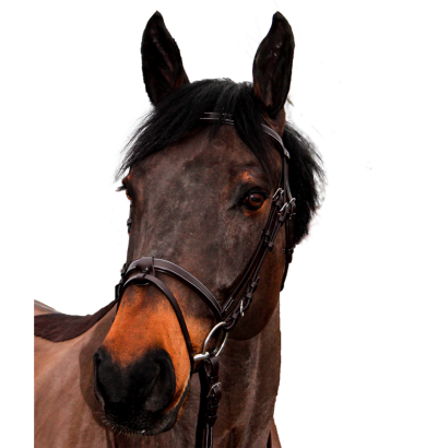 Bridon Club - CANTER