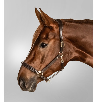 Licol en cuir S-line classy...