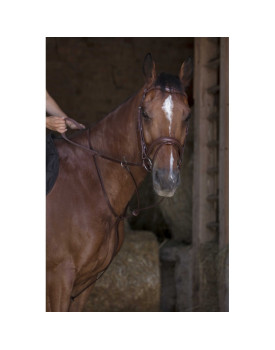 Martingale anneaux - NORTON PRO