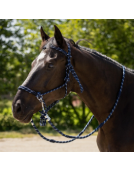 LICOL EN CORDE AUBREE AVEC RENES