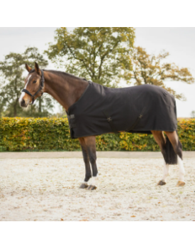 Showrug Avenna - QHP