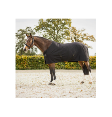 Showrug Avenna - QHP