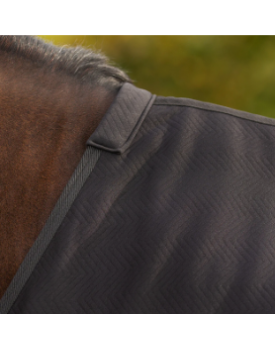 Showrug Avenna - QHP