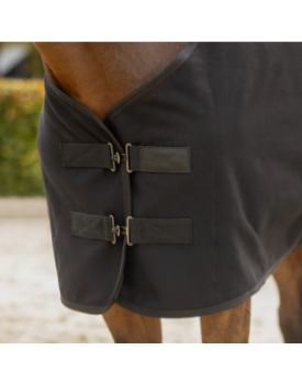 Showrug Avenna - QHP