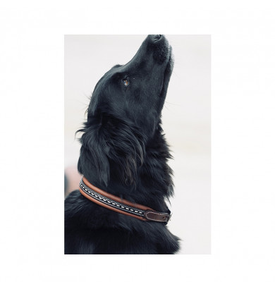 Collier pour chien - PENELOPE