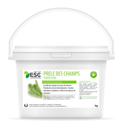 Prêle des champs -...