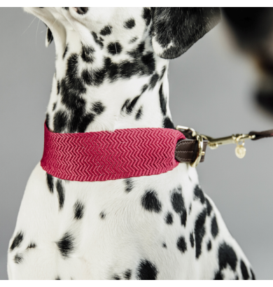Collier pour chien Jacquard...