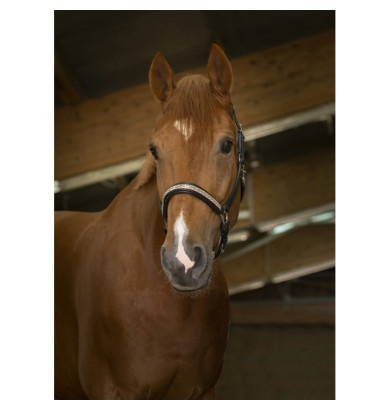 Licol Cuir Princesse -...