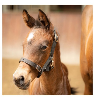 Licol Poulain - HARRY'S HORSE